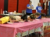 Girls' Pie-Eating Contest Girls' Pie-Eating Contest